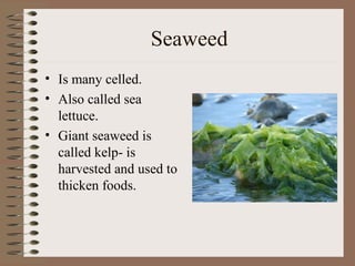 Seaweed
• Is many celled.
• Also called sea
  lettuce.
• Giant seaweed is
  called kelp- is
  harvested and used to
  thicken foods.
 