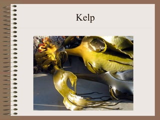 Kelp
 