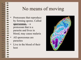 No means of moving
• Protozoans that reproduce
  by forming spores. Called
  sporozonas. – a
  protozoan that is a
  parasite and lives in
  blood, may cause malaria
• All sporozonas are
  parasites
• Live in the blood of their
  host
 