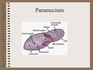 Paramecium
 