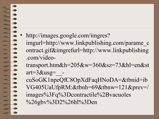 • http://images.google.com/imgres?
  imgurl=http://www.linkpublishing.com/parame_c
  ontract.gif&imgrefurl=http://www.linkpublishing
  .com/video-
  transport.htm&h=205&w=360&sz=73&hl=en&st
  art=3&usg=__-
  cuSoGK1npeQfC8OpXdFaqHNoDA=&tbnid=ib
  VG405UaUfpRM:&tbnh=69&tbnw=121&prev=/
  images%3Fq%3Dcontractile%2Bvacuoles
  %26gbv%3D2%26hl%3Den
 