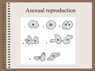 Asexual reproduction
 