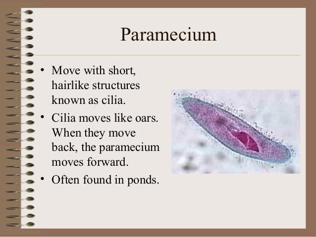 by what means does paramecium move by what means does paramecium move
