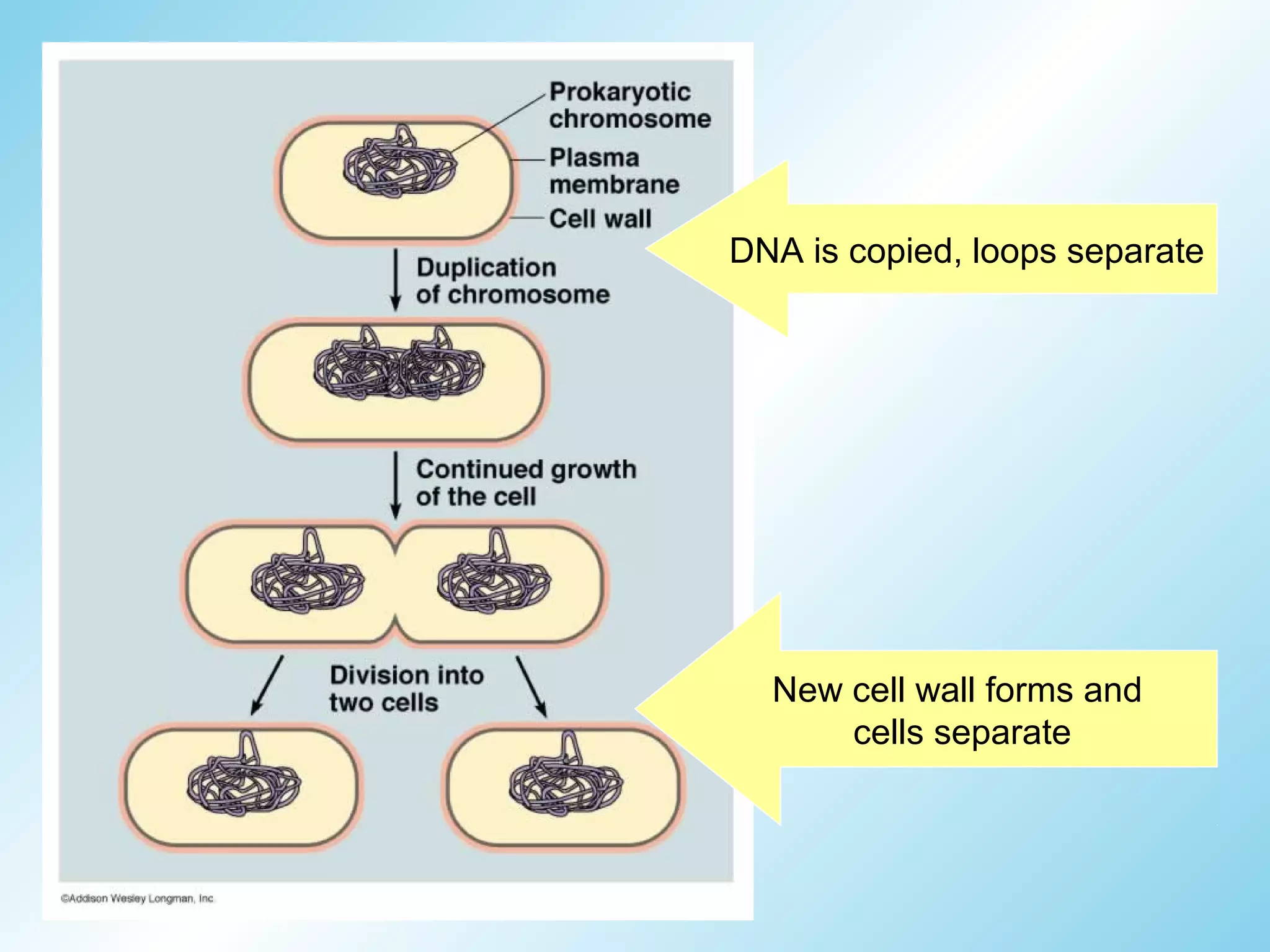DNA is copied, loops separate




  New cell wall forms and
      cells separate
 