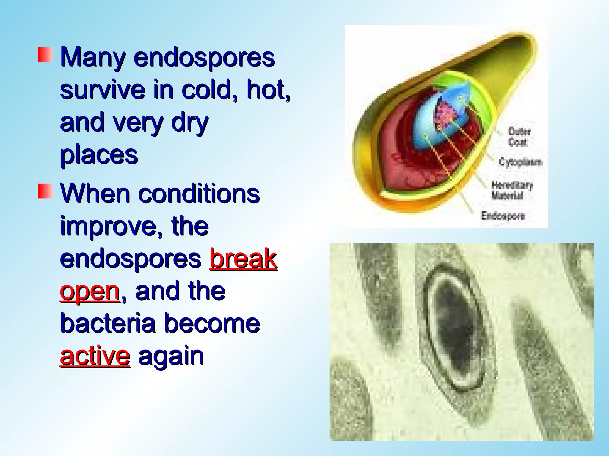 Many endospores
survive in cold, hot,
and very dry
places
When conditions
improve, the
endospores break
open, and the
bacteria become
active again
 
