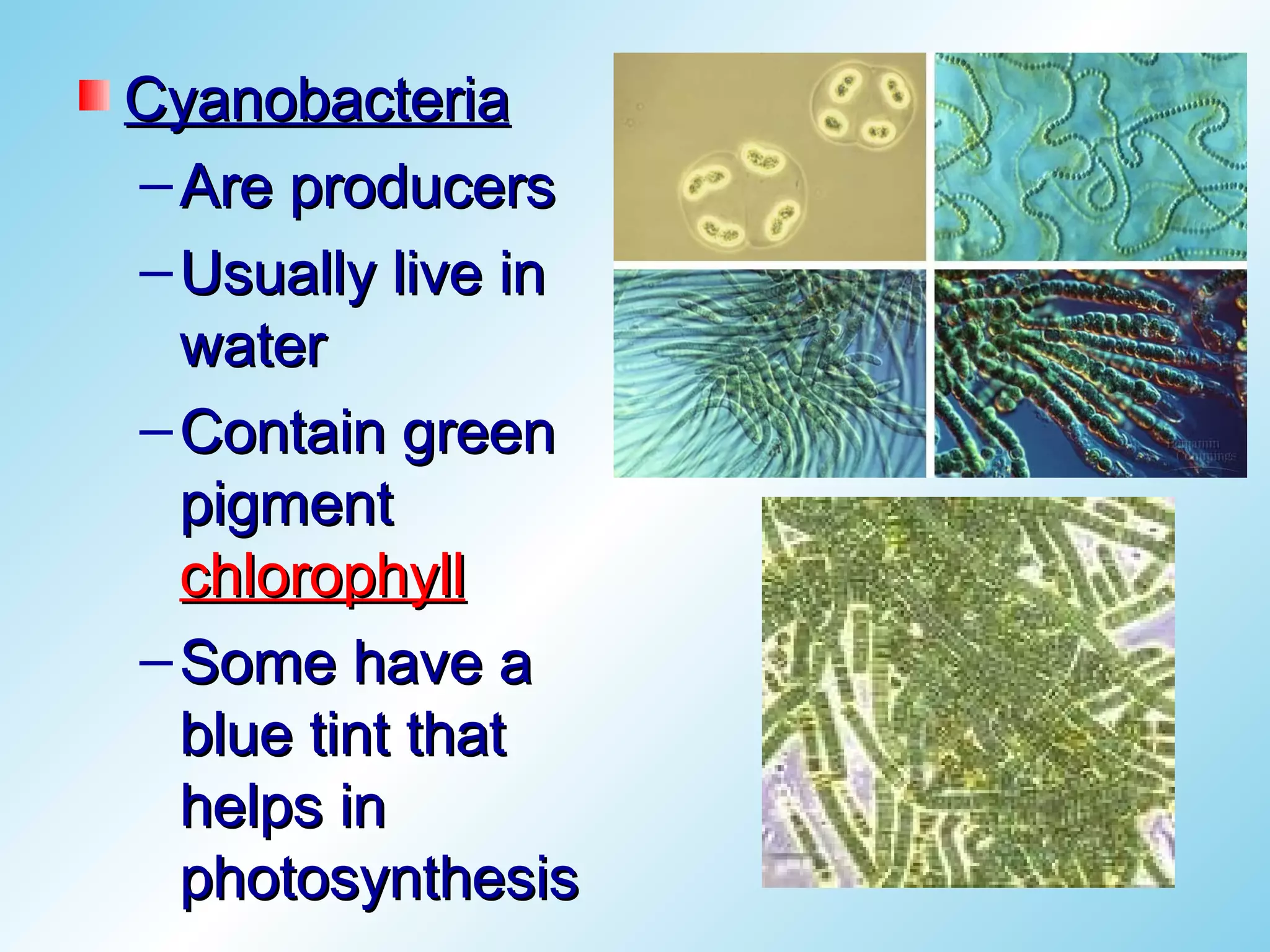 Cyanobacteria
– Are producers
– Usually live in
  water
– Contain green
  pigment
  chlorophyll
– Some have a
  blue tint that
  helps in
  photosynthesis
 