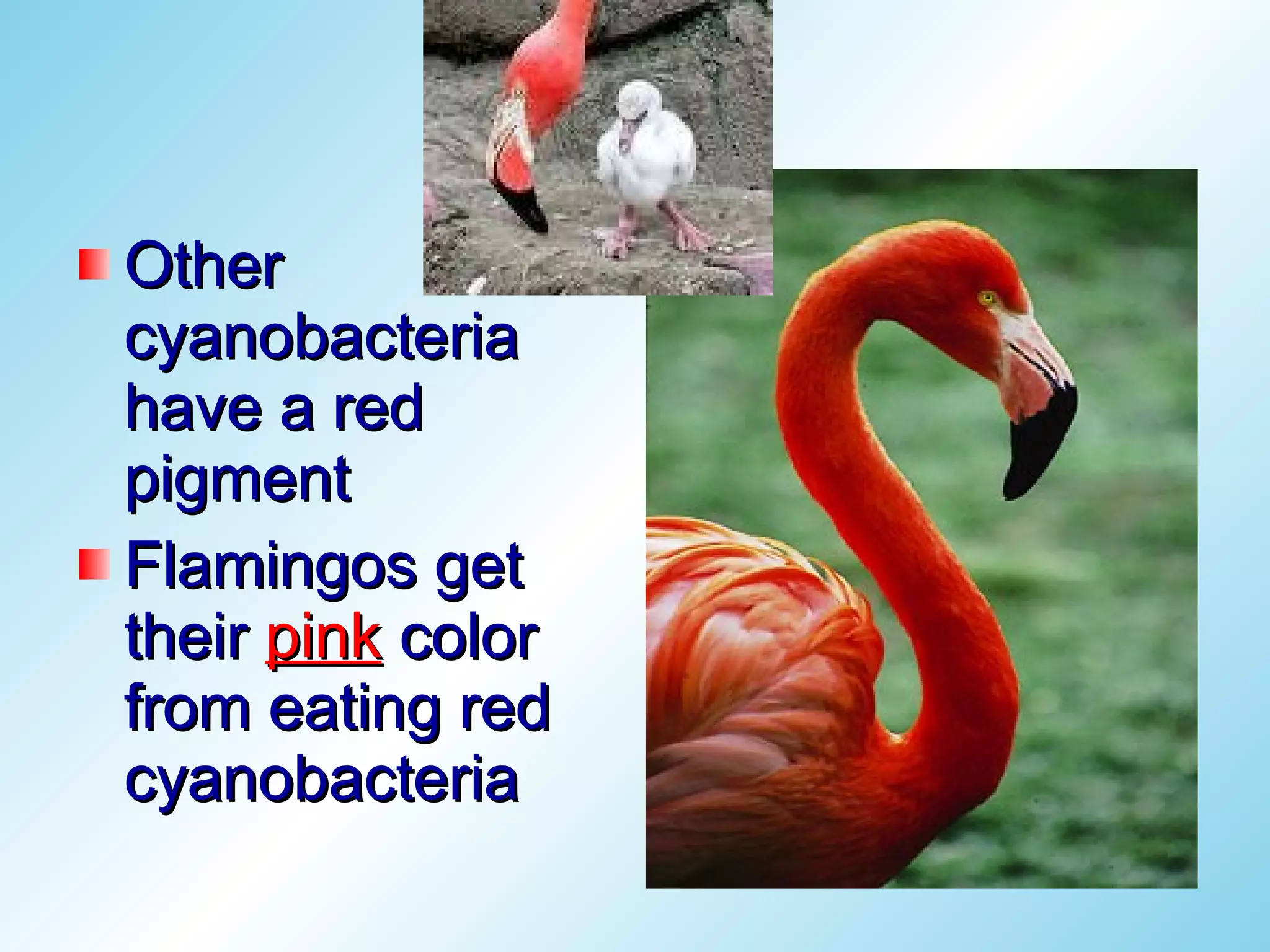 Other
cyanobacteria
have a red
pigment
Flamingos get
their pink color
from eating red
cyanobacteria
 