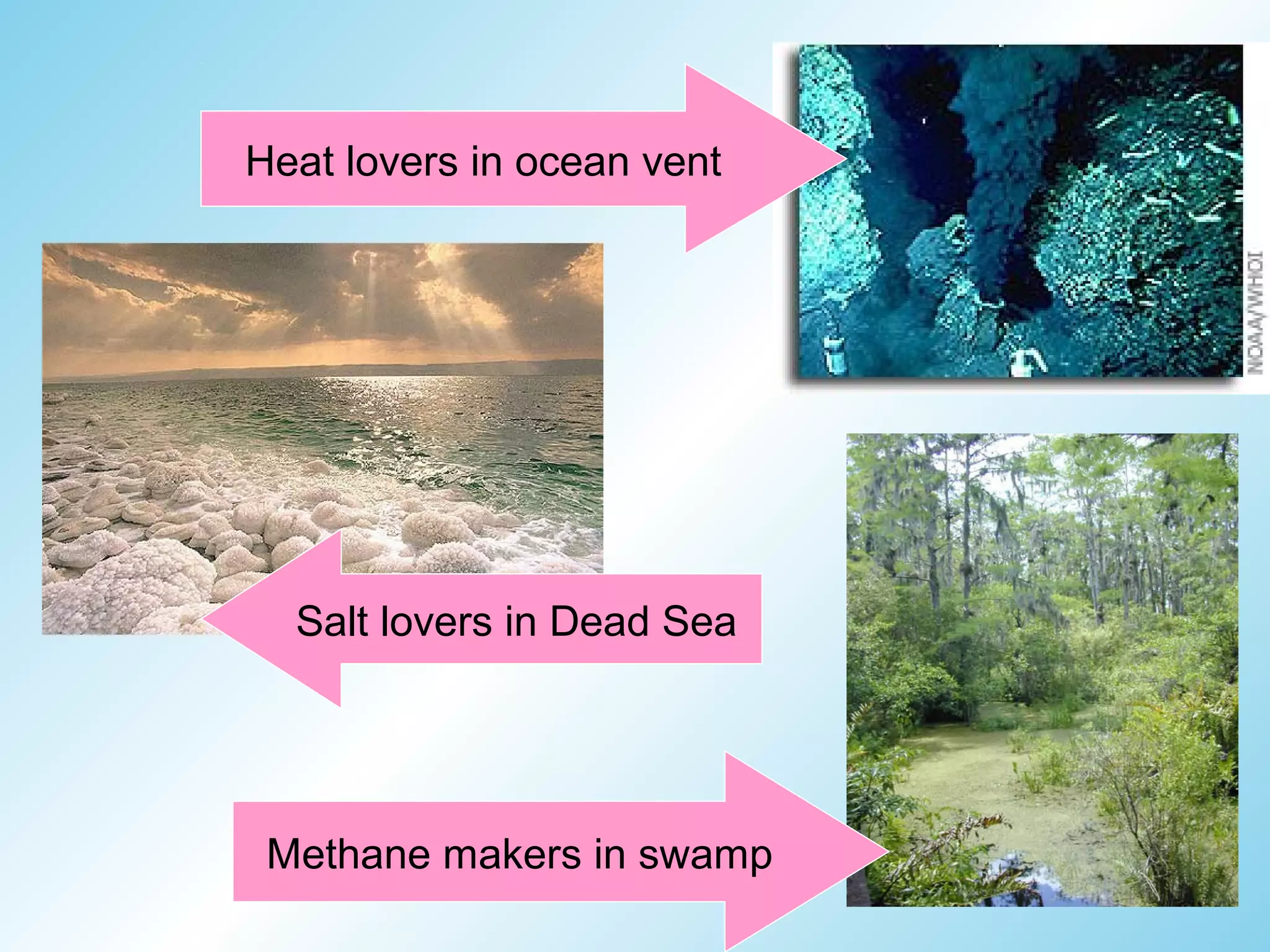 Heat lovers in ocean vent




  Salt lovers in Dead Sea




 Methane makers in swamp
 