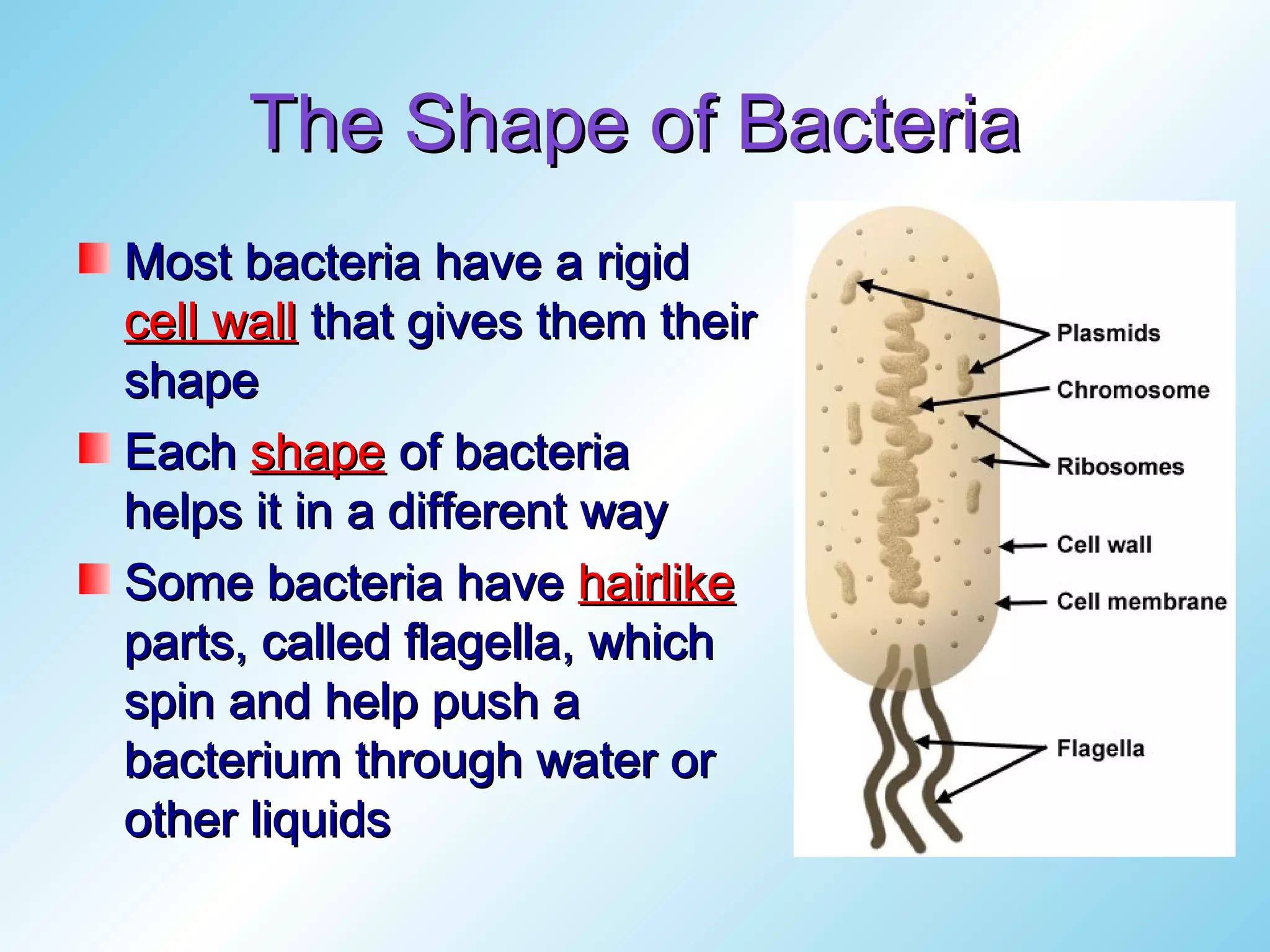 The Shape of Bacteria
Most bacteria have a rigid
cell wall that gives them their
shape
Each shape of bacteria
helps it in a different way
Some bacteria have hairlike
parts, called flagella, which
spin and help push a
bacterium through water or
other liquids
 