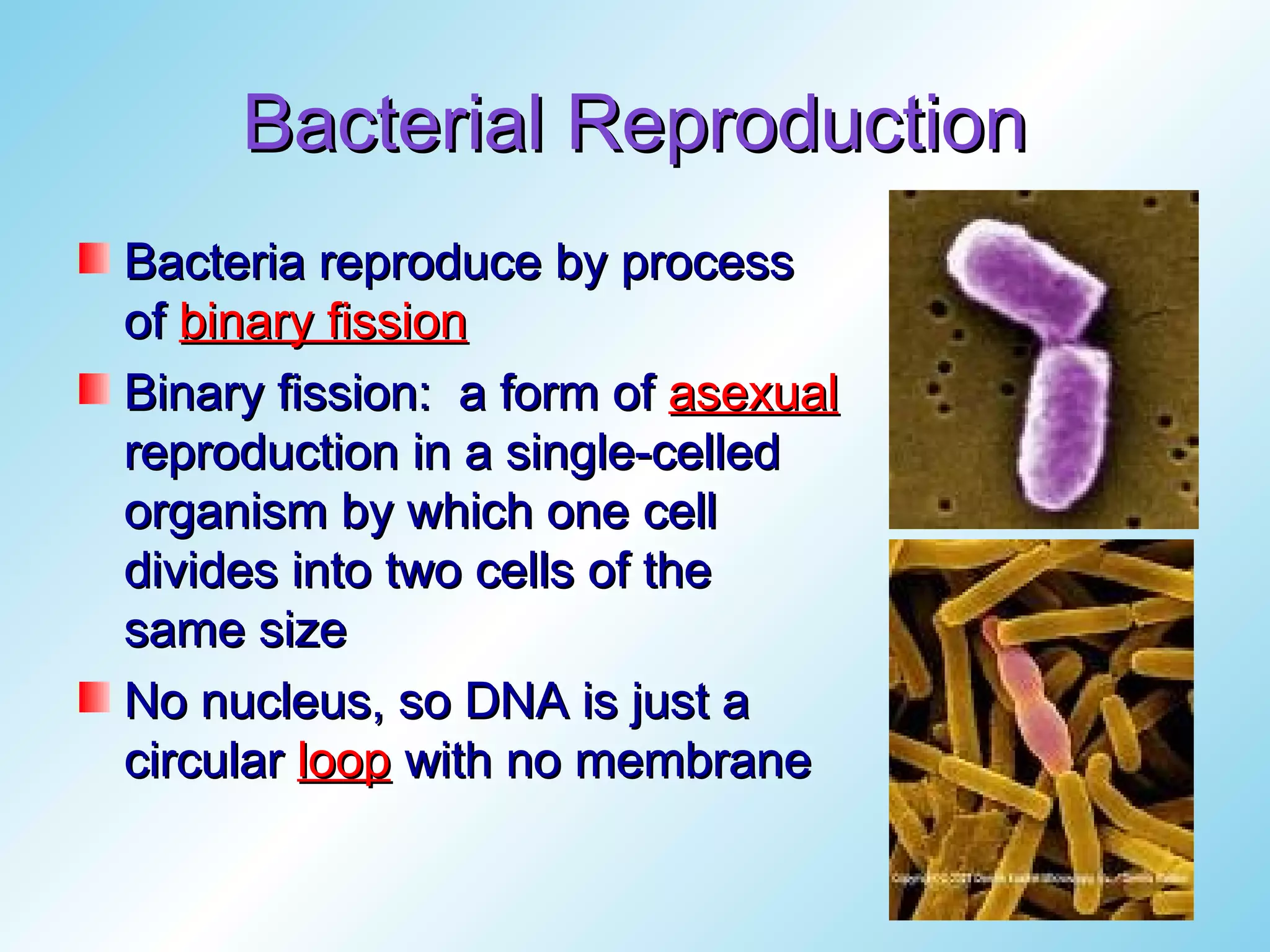 Bacterial Reproduction
Bacteria reproduce by process
of binary fission
Binary fission: a form of asexual
reproduction in a single-celled
organism by which one cell
divides into two cells of the
same size
No nucleus, so DNA is just a
circular loop with no membrane
 