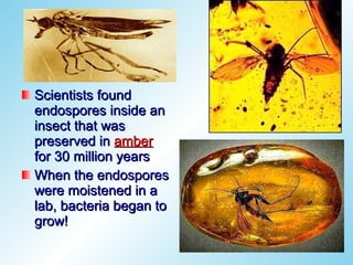 Scientists found
endospores inside an
insect that was
preserved in amber
for 30 million years
When the endospores
were moistened in a
lab, bacteria began to
grow!
 