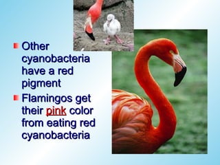 Other
cyanobacteria
have a red
pigment
Flamingos get
their pink color
from eating red
cyanobacteria
 