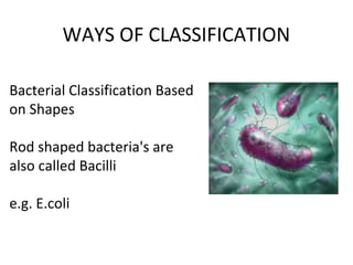 WAYS OF CLASSIFICATION

Bacterial Classification Based 
on Shapes

Rod shaped bacteria's are 
also called Bacilli

e.g. E....