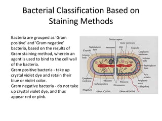 Bacterial Classification Based on 
             Staining Methods
Bacteria are grouped as 'Gram 
positive' and 'Gram negati...