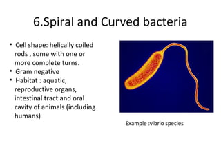 Types Of Spiral Bacteria
