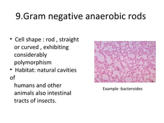 9.Gram negative anaerobic rods

• Cell shape : rod , straight
  or curved , exhibiting
  considerably
  polymorphism
• Hab...