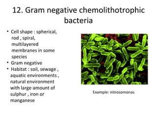 12. Gram negative chemolithotrophic
               bacteria
• Cell shape : spherical,
   rod , spiral,
   multilayered
   ...