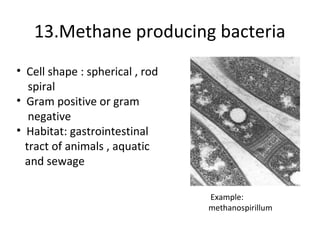 13.Methane producing bacteria
• Cell shape : spherical , rod
   spiral
• Gram positive or gram
   negative
• Habitat: gast...