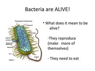 Bacteria are ALIVE!

       • What does it mean to be
          alive?

         -They reproduce
         (make more of
  ...