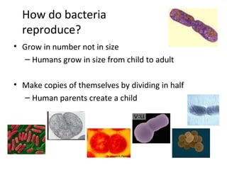 How do bacteria
  reproduce?
• Grow in number not in size
   – Humans grow in size from child to adult

• Make copies of t...
