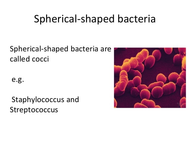 bacteria examples of bacteria