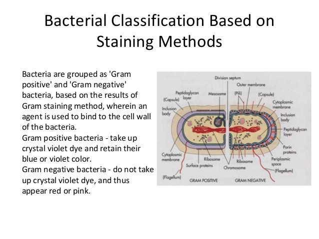 Gram Positive Bacteria Classification Chart