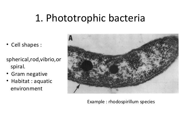 bacteria examples of bacteria