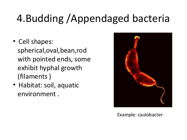 bacteria examples of bacteria
