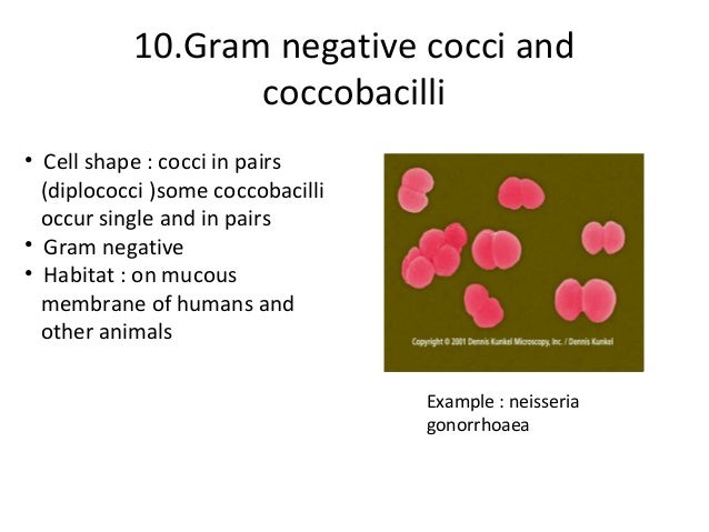 Bacteria