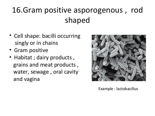 Gram Positive Pleomorphic Rods
