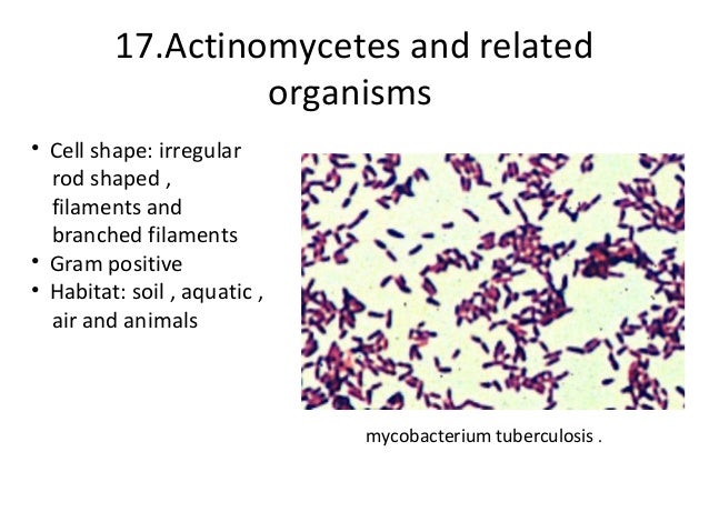 bacteria