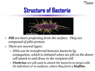 Pili Structure Simple Bacteria | PPTX