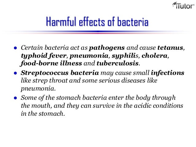 Bacteria