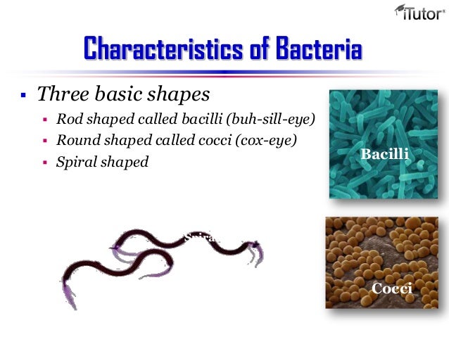 Bacteria