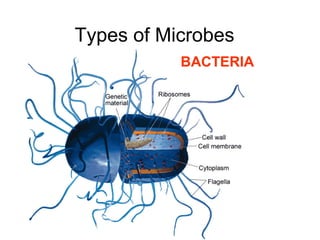 Types of Microbes
BACTERIA

 