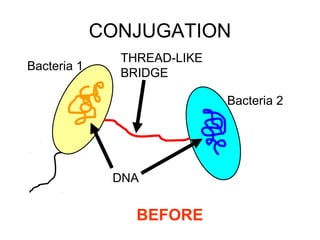 CONJUGATION
Bacteria 1

THREAD-LIKE
BRIDGE
Bacteria 2

DNA

BEFORE

 
