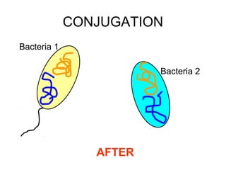 CONJUGATION
Bacteria 1
Bacteria 2

AFTER

 