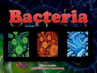 Bacteria