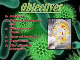 Bacteria