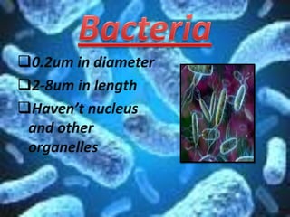 0.2um in diameter
2-8um in length
Haven’t nucleus
and other
organelles
 