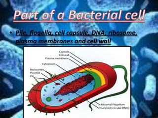 • Pile, flagella, cell capsule, DNA, ribosome,
plasma membranes and cell wall
 