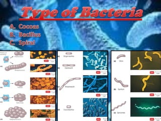 Bacteria