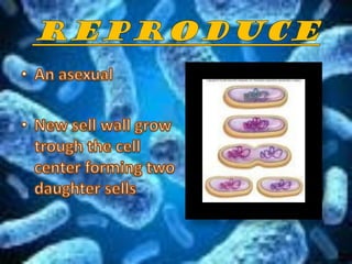 Bacteria