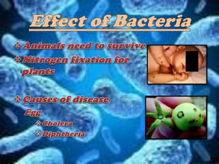 Bacteria