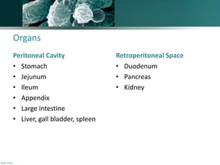 Organs
Peritoneal Cavity
• Stomach
• Jejunum
• Ileum
• Appendix
• Large intestine
• Liver, gall bladder, spleen
Retroperitoneal Space
• Duodenum
• Pancreas
• Kidney
 