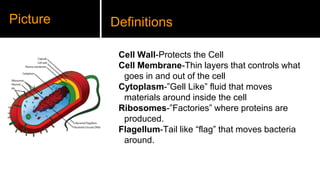 Picture 
Definitions 
Cell Wall-Protects the Cell 
Cell Membrane-Thin layers that controls what 
goes in and out of the cell 
Cytoplasm-”Gell Like” fluid that moves 
materials around inside the cell 
Ribosomes-”Factories” where proteins are 
produced. 
Flagellum-Tail like “flag” that moves bacteria 
around. 
 