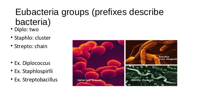 Bacteria