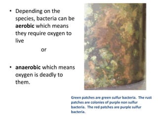 Bacteria Patch Bacteria | PPTX