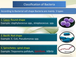 Bacteria basics | PPTX