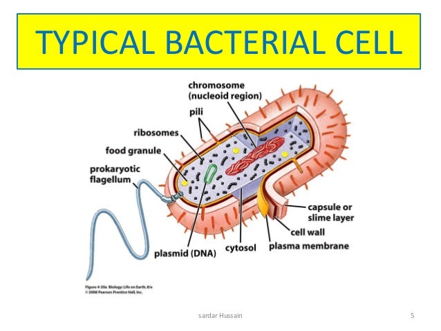 Diagram Of A Typical Bacterial Cell Images - How To Guide 